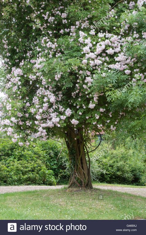 Download this stock image: Rose 'Paul's Himalayan Musk'. Rambling Rose growing on a tree in a cotswold garden. Ashton under Hill, Worcestershire, England - G469XJ from Alamy's library of millions of high resolution stock photos, illustrations and vectors. Cotswold Garden, Image Rose, Rose Growing, Beautiful Gardens Landscape, Musk Rose, Rambling Rose, Growing Roses, Green City, Climbing Roses