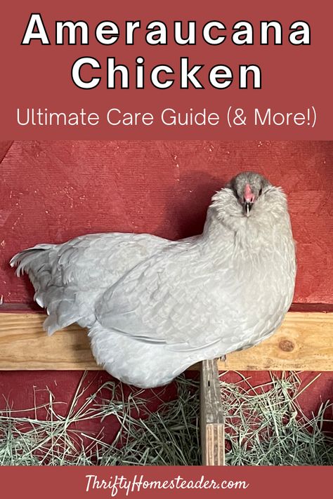 Lavender Ameraucana Chicken, Ameracauna Chickens Hens, Ameracauna Chicken, Ameraucana Chicken Eggs, Americauna Chickens, Blue Ameraucana, Blue Chicken Eggs, Americana Chickens, Lavender Chicken