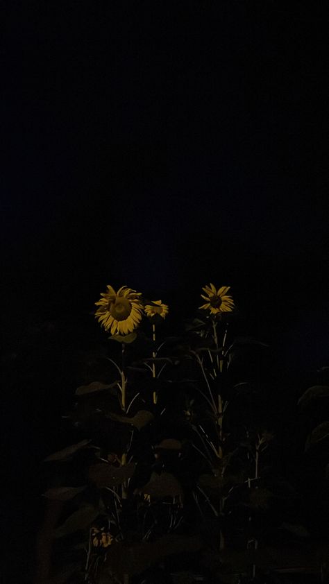 Sunflowers at night #sun #sunflower #aesthetic #flower #utah garden Sunflower Field At Night, Sun Dark Aesthetic, Sunflower Dark Aesthetic, Dark Sunflower Aesthetic, Sunflower At Night, Johnny Sawyer, Dark Sunflower, Utah Garden, Sunflower Aesthetic