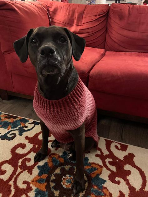 Crochet Dog Coat Pattern, Crochet Dog Jersey Free Pattern, Dog Sweater Crochet, Crochet Dog Sweater Free Pattern, Pet Crochet, Crochet Pets, Doggie Clothes, Puppy Things, Large Dog Sweaters