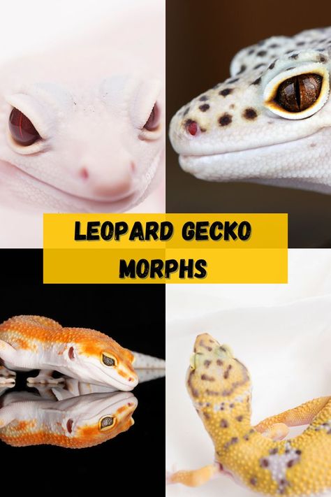 Leopard Gecko Morphs - What kind of morph breeds are there? There are a variety of leopard gecko morph breeds available. While the number of leopard gecko morphs number over 100, there are primary combinations of several key morphs and new morph combinations are being discovered - find out what they are and what they look like at leopardgeckohabitat.com Gecko Morphs, Leopard Gecko Habitat, Leopard Gecko Care, Leopard Gecko Morphs, Gecko Habitat, Reptile Care, Leopard Geckos, Cute Reptiles, Reptile Enclosure