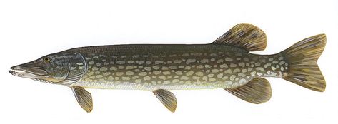 Pike Fish Recipes, Pike Fish, Scientific Drawing, Channel Catfish, Northern Pike, Fishing Stuff, Pike Fishing, Fish Drawings, Lake Fishing