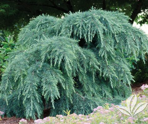 CEDAR deodara feelin' blue Deodar Cedar, Low Maintenance Landscaping Front Yard, Cedrus Deodara, Evergreen Landscape, Easy Perennials, River Rock Garden, Northwest Landscaping, Scent Garden, Patio Trees