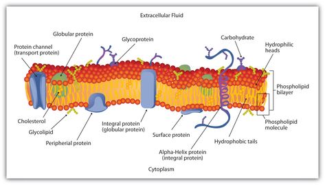 Honors Biology @ Lawrenceville: cells Plasma Membrane Notes, Cell Membrane Diagram, Cell Structure And Function, Plant Cell Diagram Labeled, Cell Membrane Transport, Membran Sel, Cell Membrane Structure, Extracellular Fluid, A Level Biology