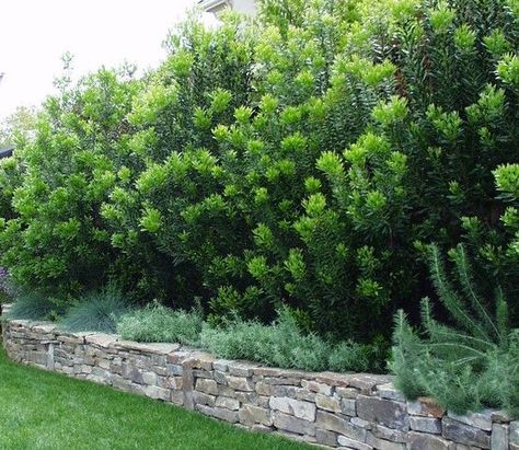 Wax Myrtle Tree Privacy Hedge, Wax Myrtle Hedge, Arborvitae Landscaping, Wax Myrtle, Eastern Redbud Tree, Privacy Hedges, Green Giant Arborvitae, Border Garden, Thuja Green Giant