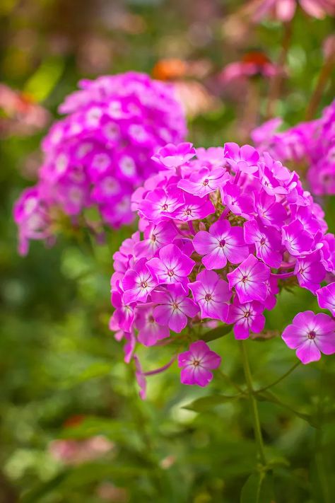 21 Hardy Perennials That Promise Unstoppable Color Every Year Gardening Trends, Growing Plants Indoors, Zone 5, Hardy Perennials, Garden Photography, Garden Pests, Perennial Garden, Fragrant Flowers, Flowers Perennials