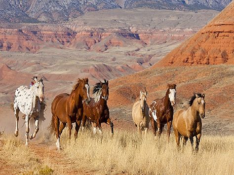 Hideout Ranch, Wyoming Herd of horses running in a canyon www.rusticvacations.com Ranch Wyoming, Western Images, Herd Of Horses, Pinto Horses, Horse Herd, Horses Running, Pinto Horse, Desert Living, Animal Anatomy