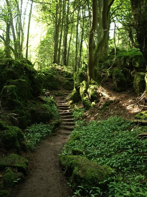 Puzzlewood Living In Forest, Forest Opening, Mirkwood Forest, Gloucestershire England, Forest Of Dean, Secret Forest, Stanley Park, Mystical Forest, Magic Forest