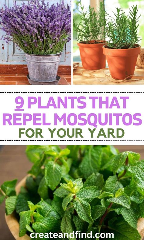 Plants that repel mosquitos. Potted Plants Outdoor Northeast, In Ground Potted Plants, Summer Potted Plants Patio, Outdoor Plants In Pots Ideas, Flowers Around Patio Backyards, Herb Container Garden Ideas Patio, Outdoor Patio Potted Plants Ideas, Flower Pot Flower Ideas, Best Plants For Patio Pots