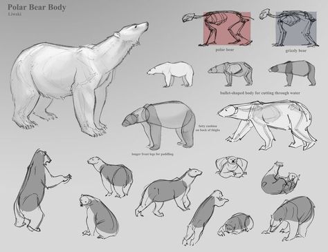 Bear Anatomy, Bear Reference, Polar Bear Drawing, Bear Sketch, Polar Bear Art, Baby Polar Bears, Nature Sketch, Bear Drawing, Bear Character