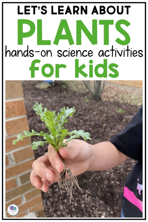 Looking for plant activities for kids that will get kindergarten and 1st grade students excited and motivated to learn about the plant life cycle? Your students will love becoming a botanist for the day as they search for plants in nature, examine and label parts of a flower, and plant bean seeds in soil. This project based learning unit includes easy-to-follow lesson plans, printable worksheets, vocabulary cards, crafts, video & book suggestions. Perfect for spring, Earth day & summer learning. Plants Stem Activities, Parts Of A Plant Stem Activity, Plant Activities For Kids, Plant Unit First Grade, Teaching Plants In First Grade, Needs Of Plants Kindergarten, Lifecycle Of A Plant, Plants First Grade Science, Plants Lesson Plans