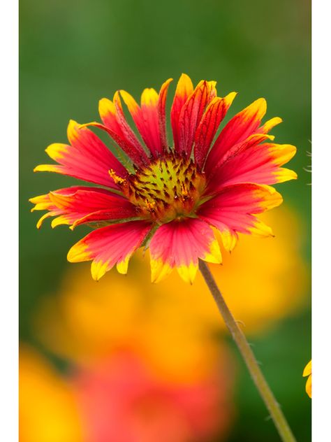 Gaillardia pulchella (Indian blanket)  http://www.bhg.com/gardening/flowers/perennials/top-perennials-for-your-garden/ Oklahoma Wildflowers Tattoo, Firewheel Flower, Indian Blanket Flower Tattoo, Texas Wildflowers Drawing, Indian Blanket Flower Painting, Gaillardia Pulchella, Bluebonnet Painting, Wildflower Mural, Texas Wildflower Painting