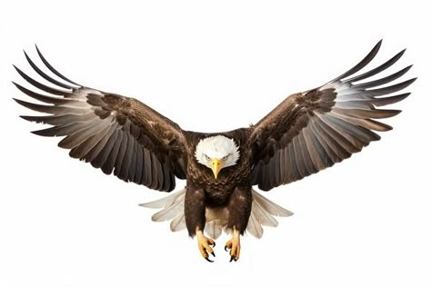 Animal Png, Flying Eagle, Eagle Flying, Golden Eagles, Eagle Front View, Eagle Png, Flying Eagle Photography, Eagle Silhouette Flying, Egal Bird Png