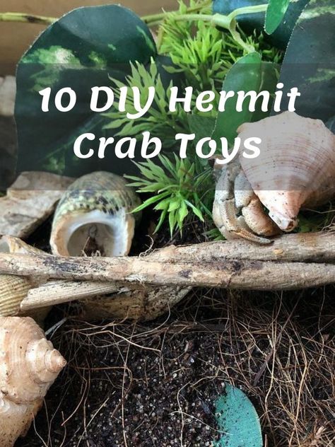 Hermit Crab Toys, Bird Repellent Spray, Hermit Crab Cage, Hermit Crab Crafts, Hermit Crab Homes, Hermit Crab Habitat, Hermit Crab Tank, Fiddler Crab, Crab Toy