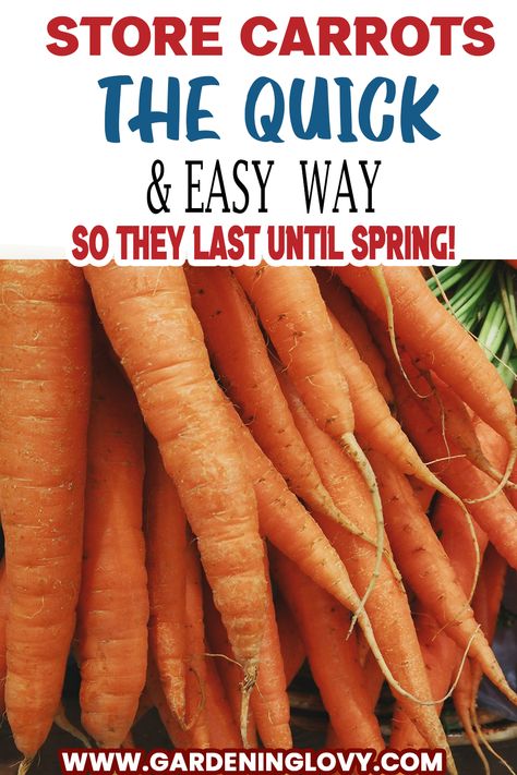 (21 Pro Hacks) Carrots Storage Tips For Keeping It Fresh Freezing Fresh Garden Carrots, How To Save Fresh Carrots, Ways To Preserve Carrots, Storing Carrots In Sand, How To Preserve Carrots From The Garden, How To Preserve Carrots In Fridge, Can You Freeze Carrots, Garden Carrots Storage, How To Freeze Fresh Carrots