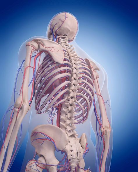 12-week supplementation of 600 mg tocotrienols improved serum levels of lysophospholipids and tocotrienols, significantly decreasing the rate of bone loss through the improved ability to reduce inflammation and oxidative stress. Human Spine, Human Anatomy Drawing, Bone Loss, Science Photos, Bone Density, Anatomy Drawing, The Human Body, Bone Health, Human Anatomy