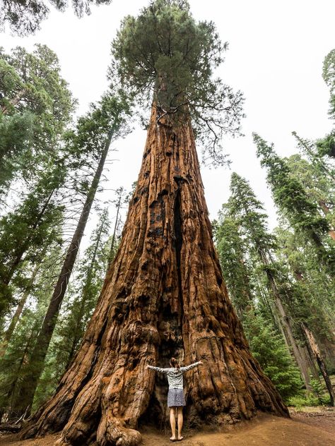 Sequoia National Park Map, World Travel Destinations, Sequoia National Park California, Giant Sequoia Trees, Giant Sequoia, Big Trees, Sequoia Tree, Kings Canyon National Park, Magical Tree