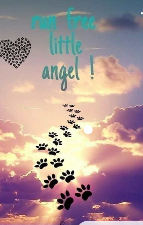 Dog Heaven Quotes, I Miss My Cat, Miss My Dog, Dog Poems, Pet Quotes, Dog Quotes Love, Heaven Quotes, Dog Heaven, Pet Remembrance