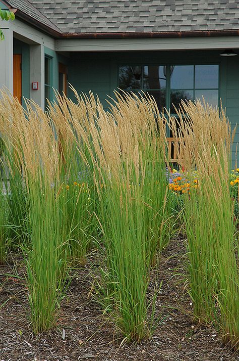 Karl Foerster Reed Grass (Calamagrostis ... Feather Reed Grass, Perennial Grasses, Grass Flower, Grasses Landscaping, Grasses Garden, Outdoor Pots, Herbaceous Perennials, Woodland Garden, Ornamental Grasses