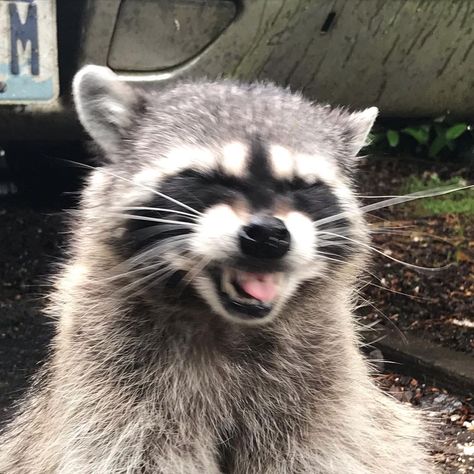 Raccoon Aesthetic, Profile Picture Cute, The Simple Wild, Tongue Out Tuesday, Pfp Profile, Icon Pfp, Profile Picture, On Instagram, Instagram