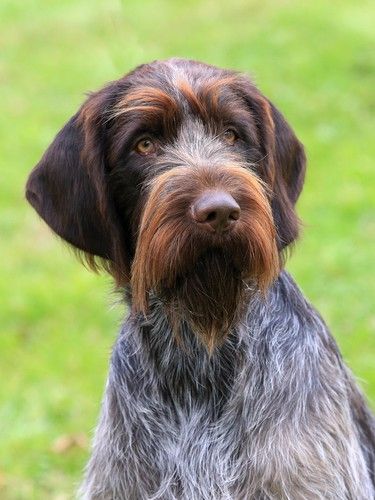 The Wirehaired Pointing Griffon Temperament, Personality ( More) Strong Dog Toys, Indestructible Dog Toys, Hunting Dogs Breeds, Pointing Griffon, Wirehaired Pointing Griffon, Working Dogs Breeds, Griffon Dog, Puppy Toys, Big Dog Breeds