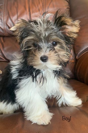 Pin on Biewer yorkie Yorkie Puppies For Adoption Near Me, Biewer Terrier For Sale, Brewer Terrier, Party Yorkies, Yorkie Puppy Girl, Yorkie Breeders, Shichon Puppies, Biewer Terrier, Biewer Yorkie