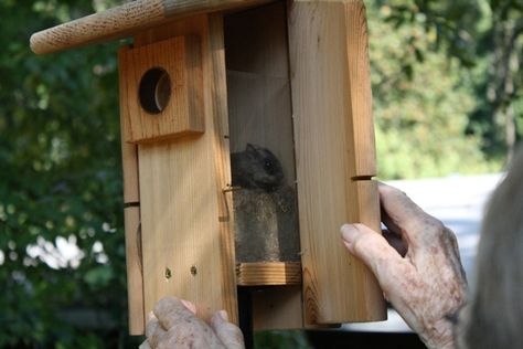 dimensions for a squirrel house - - Yahoo Image Search Results Squirrel House Diy, Chipmunk House, Squirrel House Plans, Squirrel House, Squirrel Home, Squirrel Feeders, Plywood Edge, Squirrel Feeder, Nest Box