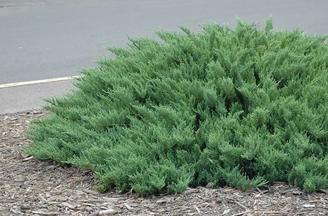 Tam Juniper, Juniperus sabina 'Tamarisafolia' Evergreen Groundcover, Bonsai Wire, Florida Plants, Juniper Bonsai, Landscape Plants, Foundation Planting, Grasses Garden, Low Maintenance Landscaping, Bonsai Garden