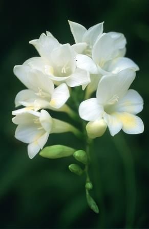 White Freesia September Flowers In Season, Emory Scott, White Freesia, Plants Photography, Botanical Photography, Freesia Flowers, Fragrant Garden, Beautiful Flowers Photography, Flower Bulbs