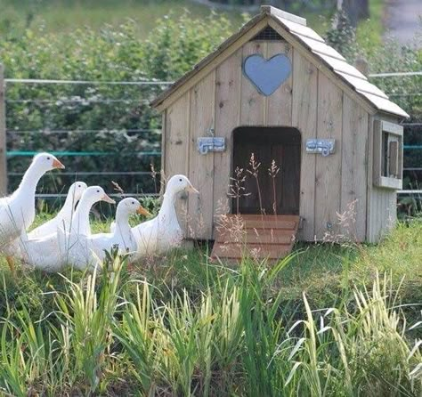 Duck Raising, Duck House Plans, Duck Houses, Farmer Family, Duck Pens, Goose House, Backyard Ducks, Duck Coop, Raising Ducks