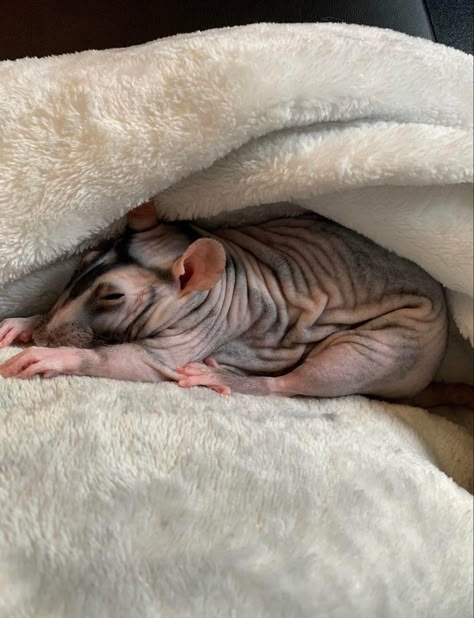 Rex Rat, Rats With Curly Hair, Rats Cute Aesthetic, Hairless Rat, Hairless Animals, Rat Meme, Fancy Rats Pets, Baby Skunks, Rat Funny Memes