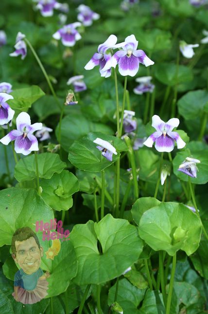 Native Violet Evergreen Groundcover, Australian Native Garden, Purple And White Flowers, Flowers Growing, Australian Native Flowers, Australian Plants, Australian Garden, Australian Native Plants, Dry Creek