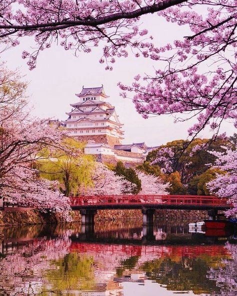 Japan Cherry Blossom, Himeji Castle, Cherry Blossom Wallpaper, Cherry Blossom Japan, Cherry Blossom Festival, Sakura Tree, Ootd Photography, Designer Tshirt, Lifestyle Women