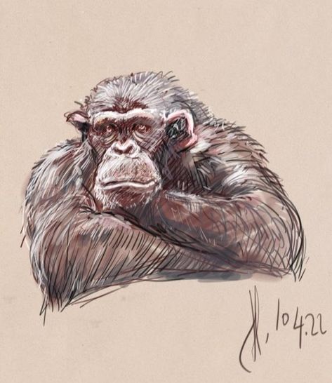 Chimpanzee Sketch, Chimp Drawing, Chimpanzee Drawing, Chimpanzee Art, Art Crawl, Sketchbook Pro, Sketching Drawing, Reference Drawing, Drawing Sketchbook