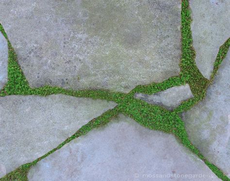 Five Steps to a Beautiful Flagstone Ground Cover - Gardenerd Moss Courtyard, Flagstone Entryway, Low Rock Wall Garden, Moss Between Pavers, Moss And Stone Walkway, Growing Moss Between Pavers, Irish Moss Between Pavers, Stone And Moss Patio, How To Grow Moss Between Pavers