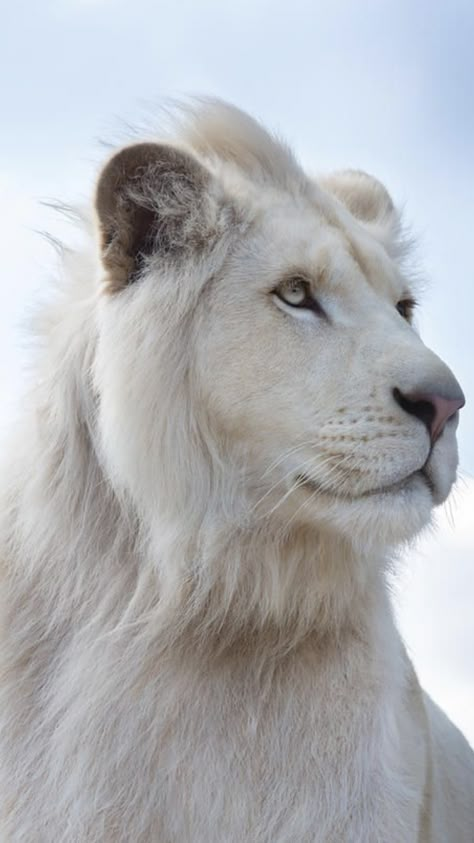 Majestic Animals Beautiful Creatures, White Lion Aesthetic, Big Cat Aesthetic, Lion Aesthetic, Albino Lion, Lion Photography, Funny Animals With Captions, Albino Animals, White Lion