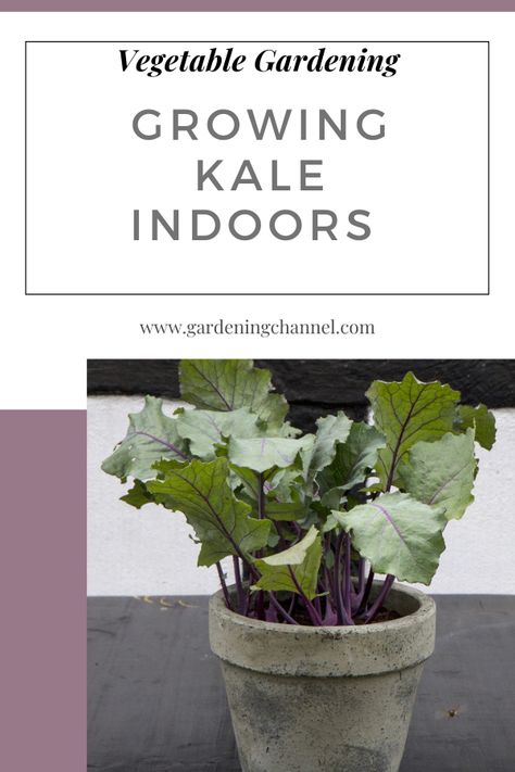 Growing Kale Indoors, How To Grow Kale, Indoor Vegetable Garden, Garden Techniques, Grow Kale, Kale Plant, Growing Kale, Indoor Vegetables, Raised Vegetable Gardens