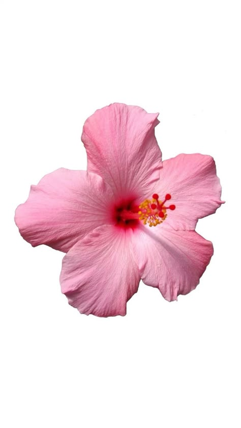 Hibiscus Flower White Background, Hibiscus Flower White, Hibiscus Flower Wallpaper Aesthetic, Hibiscus Flower Wallpaper, Flower Wallpaper Aesthetic, Flower White Background, Pink Hibiscus Flower, Background Summer, Flower Icons