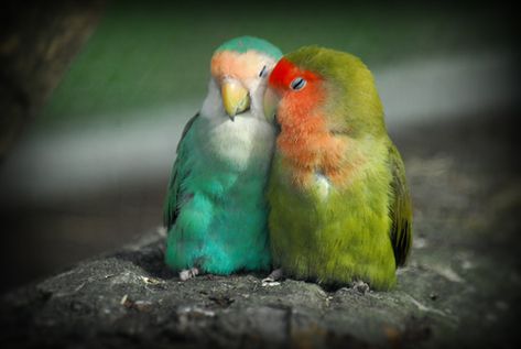 "I thought I should tell you that I popped one of your eggs out... last night" Kinds Of Birds, Bird Wallpaper, Bird Pictures, Exotic Birds, Pretty Birds, Colorful Birds, Cute Birds, Bird Feathers, Love Birds