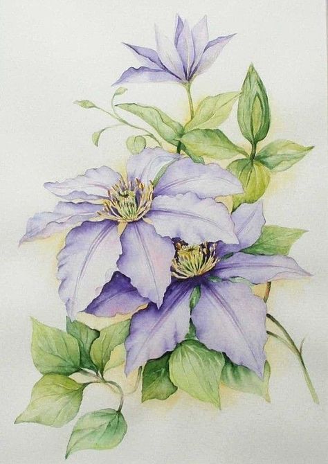 Ako Kresliť, Clematis Plants, Clematis Flower, Watercolor Flower Art, 수채화 그림, Watercolor Flowers Paintings, China Painting, Flower Art Painting, Silk Painting