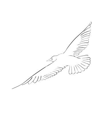 Easy seagull in flight to add to drawing with sailboats. Seagulls In Flight, Seagull Drawing, Seagull Illustration, Seagull Tattoo, Get Better At Drawing, 얼굴 그리기, Easy Jewelry, Drawing Easy, Bird Drawings