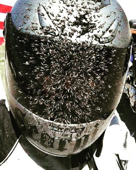 Another reason to consider a full face helmet... Biker Stuff, Full Face Motorcycle Helmets, Full Face Helmets, Motorcycle Helmets, Full Face, Riding Helmets, Cars, Funny