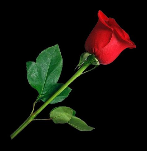 Red Rose Images Hd, Rose Images Hd, Rose Flower Png, Red Background Images, Rose Png, Rosé Png, Green Screen Background Images, Rose Flower Wallpaper, Blur Background In Photoshop