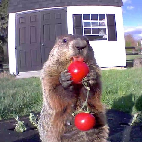 Chunk The Groundhog, Cute Groundhog, Farm Aesthetic, Prairie Dogs, Prairie Dog, Silly Goose, Curious George, Rodents, Animal Memes