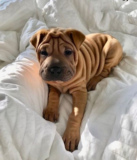 Shar Pei, Dog Images, Cute Animal Photos, Bichon Frise, Cute Creatures, Baby Dogs, Cute Little Animals, Rottweiler, Dog Pictures