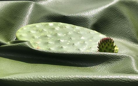 DESSERTO |CACTUS VEGAN LEATHER | Green Product Award Cactus Leaves, Green Packaging, Eco Materials, Cactus Planta, Material Research, Prickly Pear Cactus, Eco Packaging, Vegan Alternatives, Sustainable Textiles