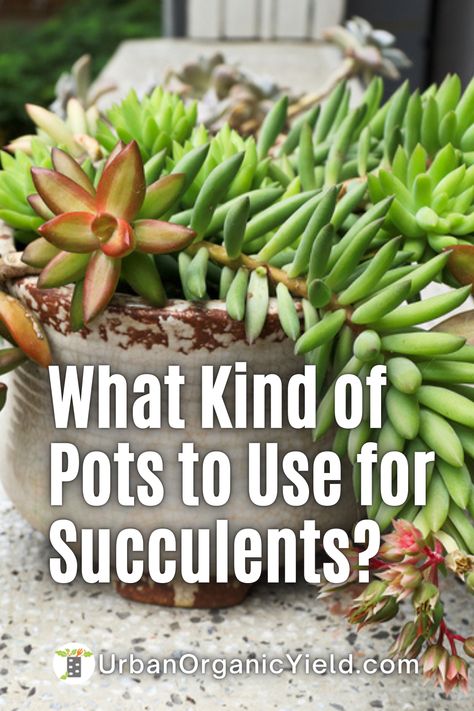 Succulents In Big Pots, Succulent Container Ideas Outdoors, Pots For Succulents Ideas, Succulent Container Gardens, Succulent Garden Pot, Best Pots For Succulents, Succulent Potting Ideas, Tall Succulents Plants Outdoor, Succulent Garden Design Pots & Planters