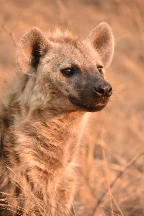 Hyena Art, Spotted Hyena, Hunting Dog, White Sharks, Crocodiles, Great White, Hyena, The Wilderness, Sharks