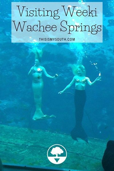 Weeki Wachee Mermaids, Weeki Wachee Florida, Seminole Tribe, Southern Usa, Weeki Wachee, Girls Weekend Getaway, Southern Travel, Vacation Florida, Bucket List Vacations