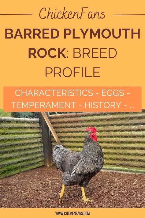 Plymouth Rock chickens are among the most popular chicken breeds in the United States. While there are many varieties, the most common is the Barred Plymouth Rock, also known as the Barred Rock. This breed’s distinctive black-and-white striped feathers make it a favorite among poultry keepers and farmers. Let’s explore the characteristics of the Barred Rock, shedding light on why they are so popular. Barred Rock Rooster, Barred Plymouth Rock Chickens, Dominique Chickens, Barred Plymouth Rock, Chicken Breeds For Eggs, Barred Rock Chickens, Rare Chicken Breeds, Sussex Chicken, Plymouth Rock Chicken